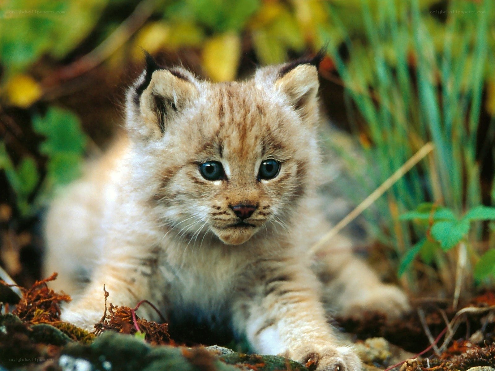 Lynx kitten in the wild