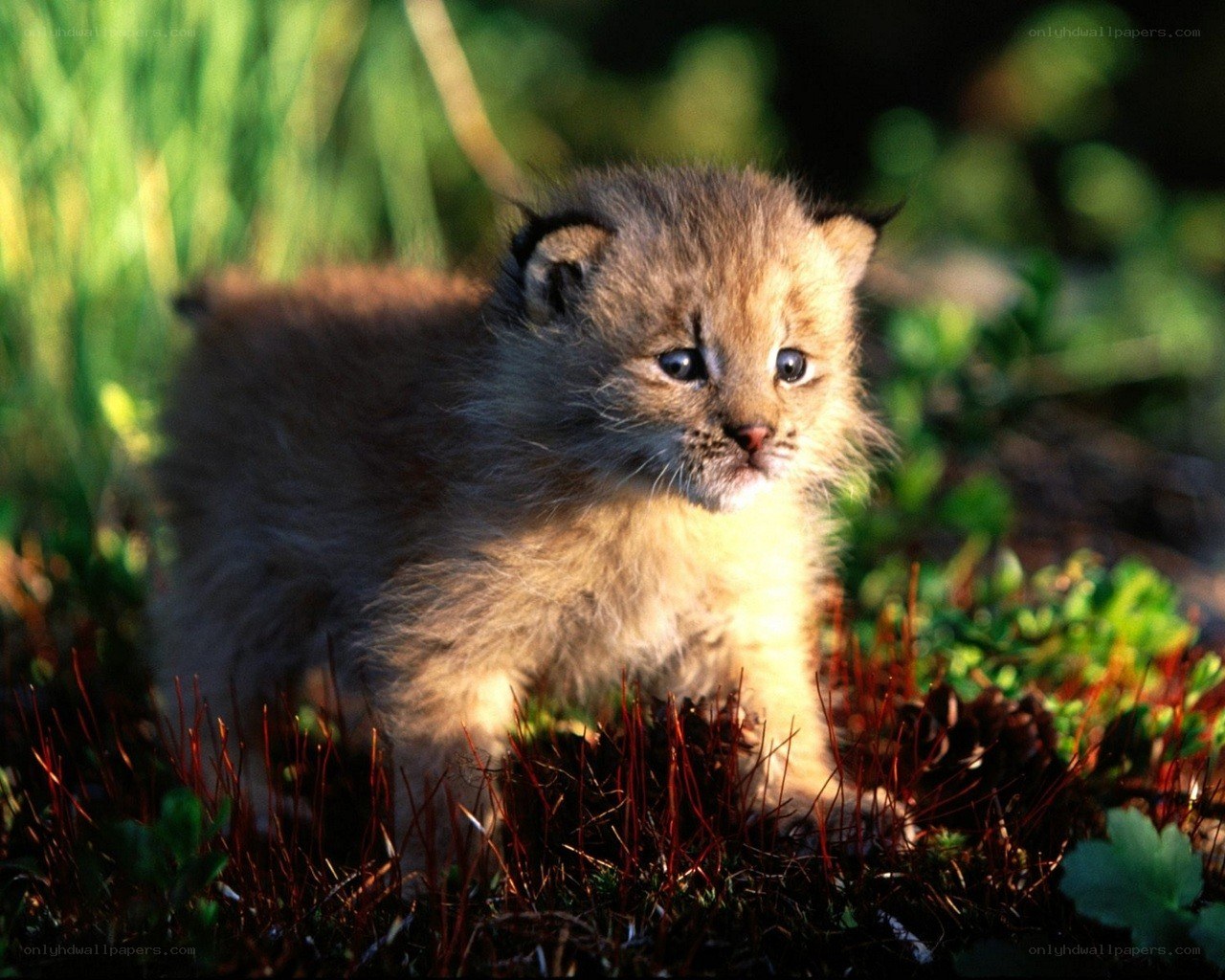 Lynx kitten in the wild