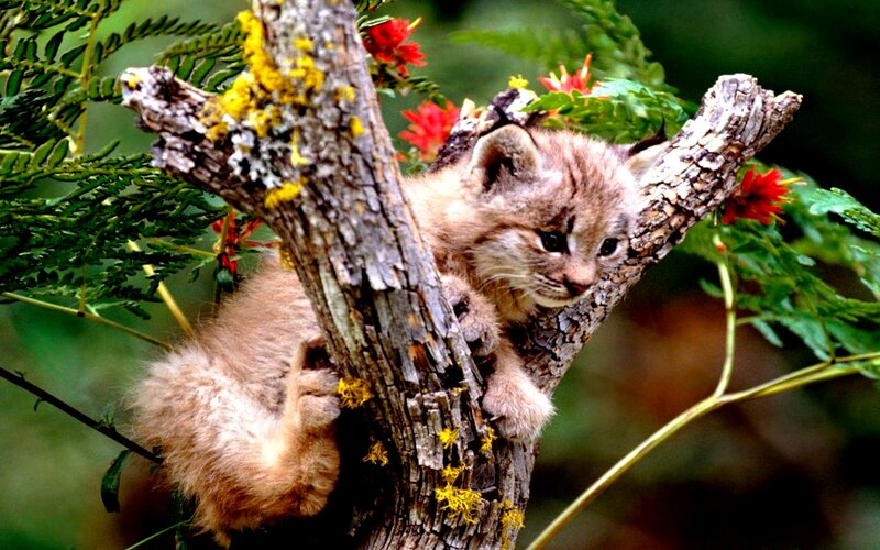 Lynx Kitten in Tree — Brown, Natural