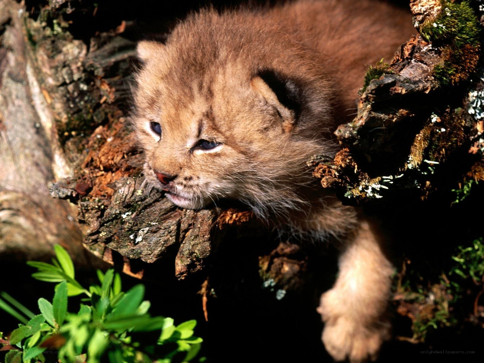 Lynx kitten in tree hollow