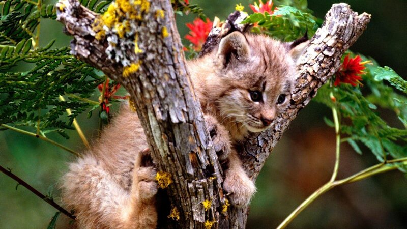 Lynx Kitten in Tree