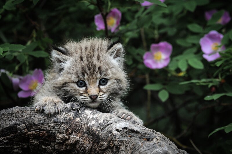 Lynx kitten on a log