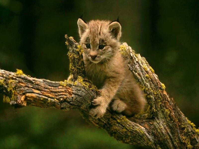Lynx Kitten on Branch — Brown