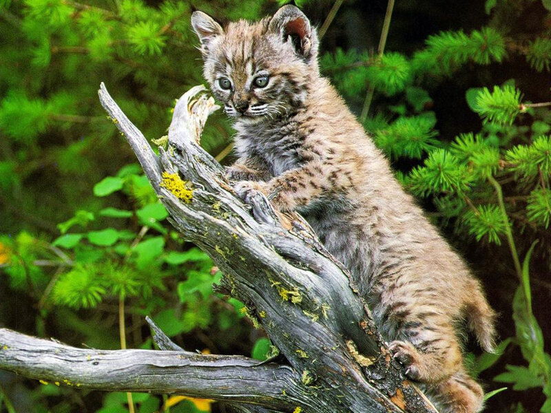 Lynx Kitten on Branch