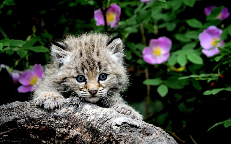 Lynx Kitten on Log — Brown, Calm, Spring