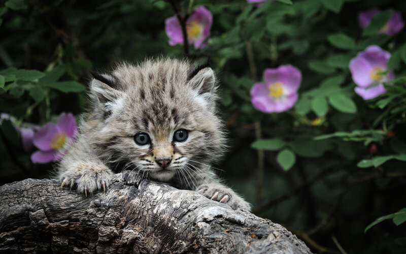 Lynx Kitten on Log — Brown, Calm
