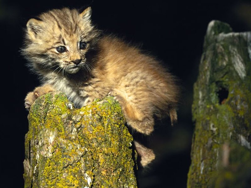 Lynx Kitten on Log — Brown