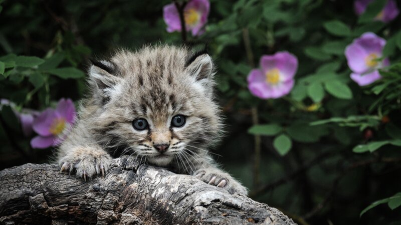 Lynx Kitten on Log — Gray