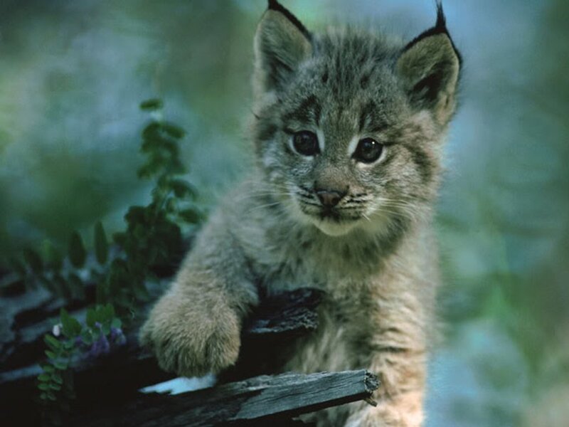 Lynx Kitten on Log