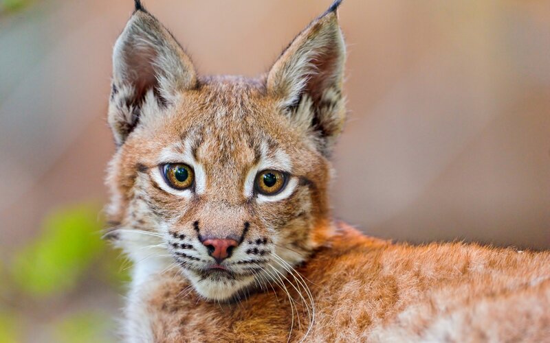 Lynx Kitten