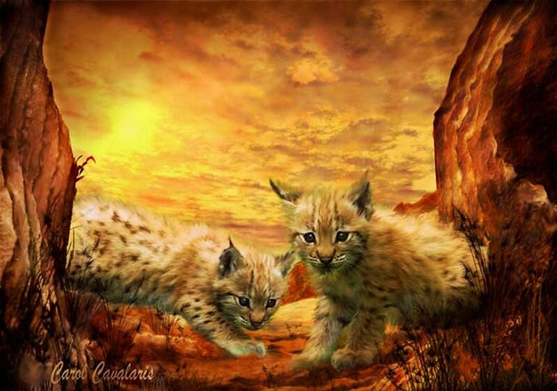 Lynx Kittens in Desert