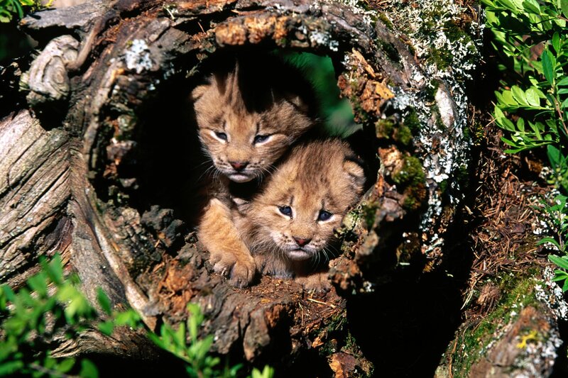 Lynx Kittens in Hollow Log — Brown
