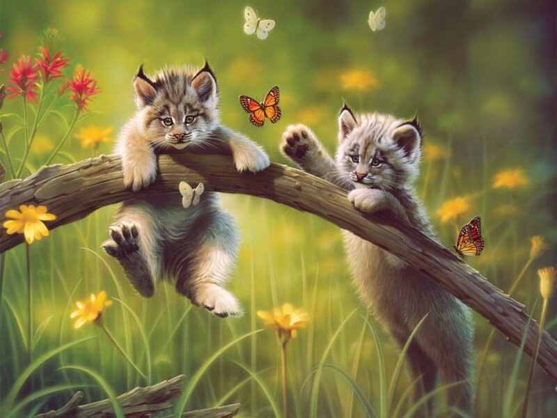 Lynx Kittens on Branch — Green, Serene