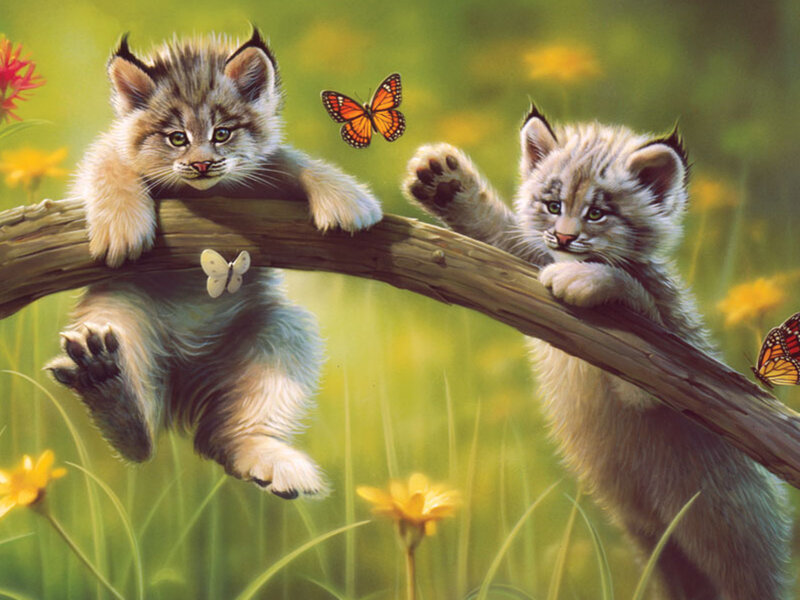 Lynx Kittens on Branch