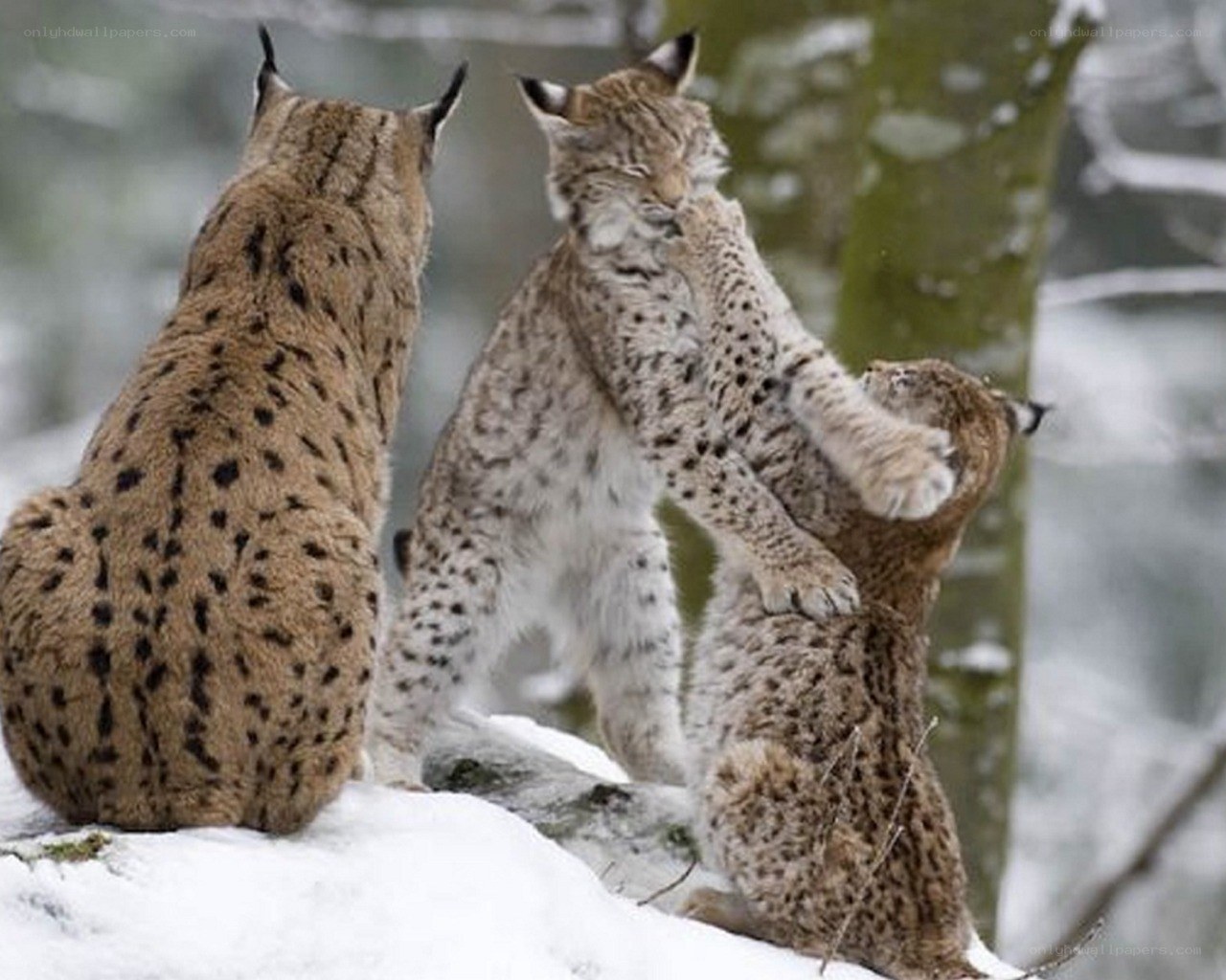 Lynx kittens playing in snow