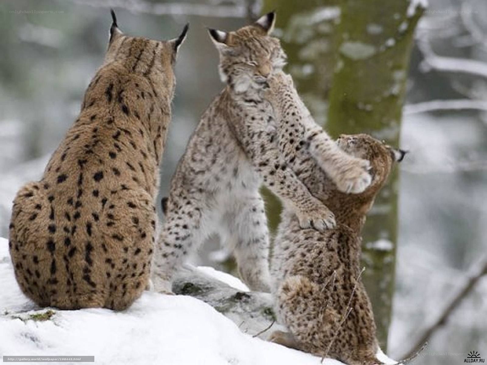 Lynx kittens playing in snow