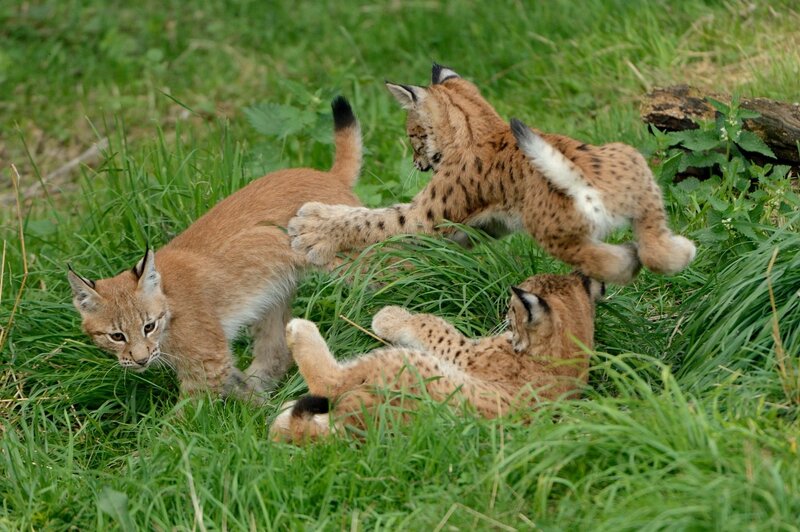 Lynx Kittens Playing