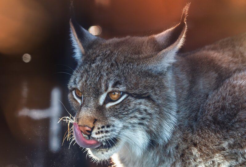 Lynx Licking Its Nose — Brown