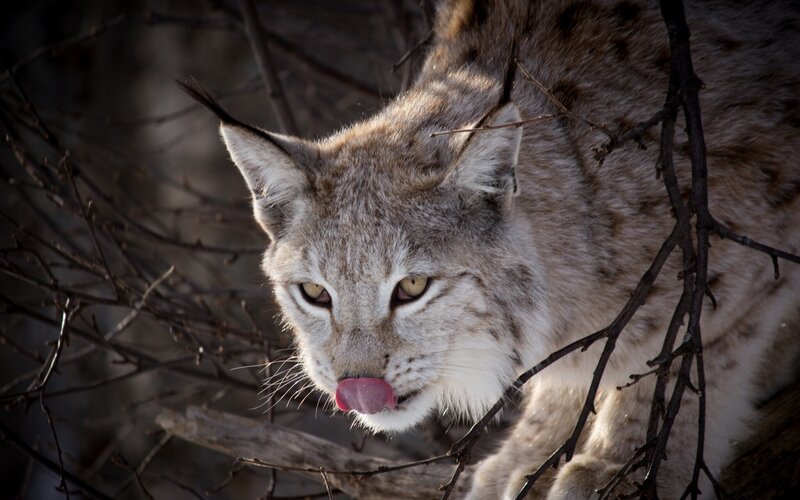 Lynx Licking Its Nose — Gray