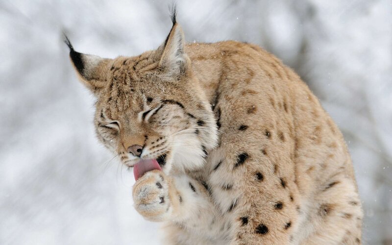 Lynx Licking Paw