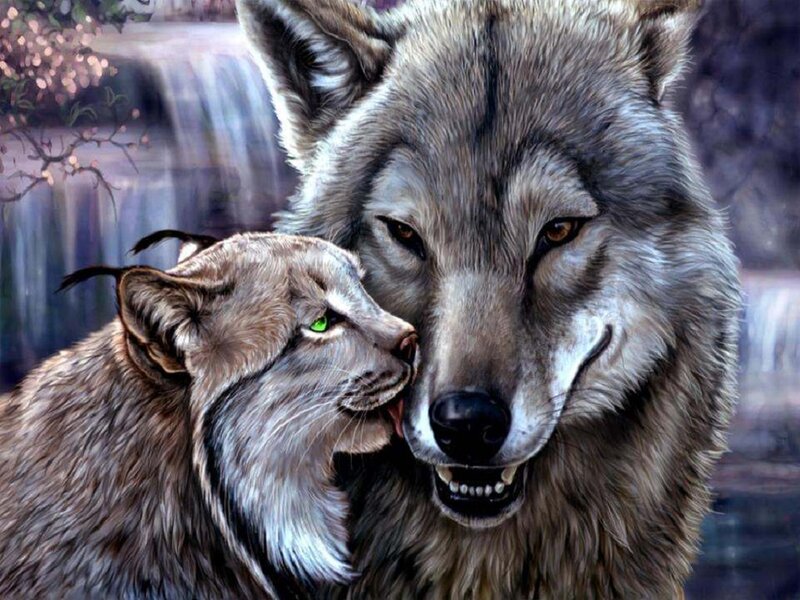 Lynx Licking Wolf