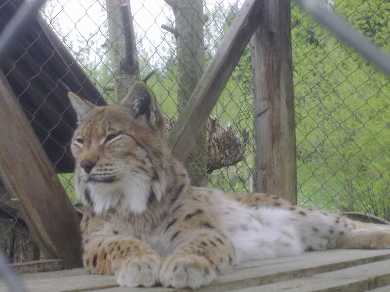 Lynx Lying Down — Brown