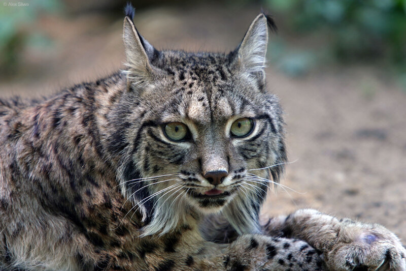 Lynx Lying Down