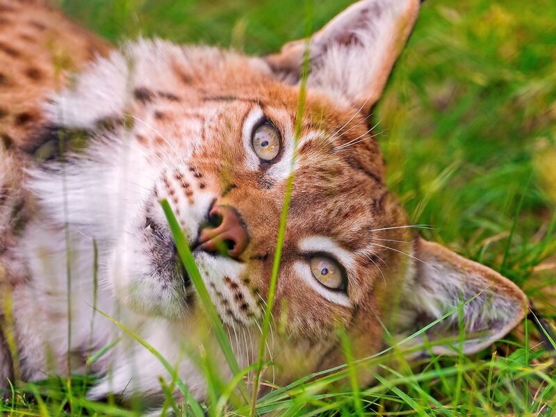 Lynx lying in grass