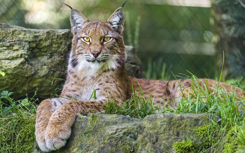 Lynx Lying in Grass — Brown, Calm, Afternoon, Photograph