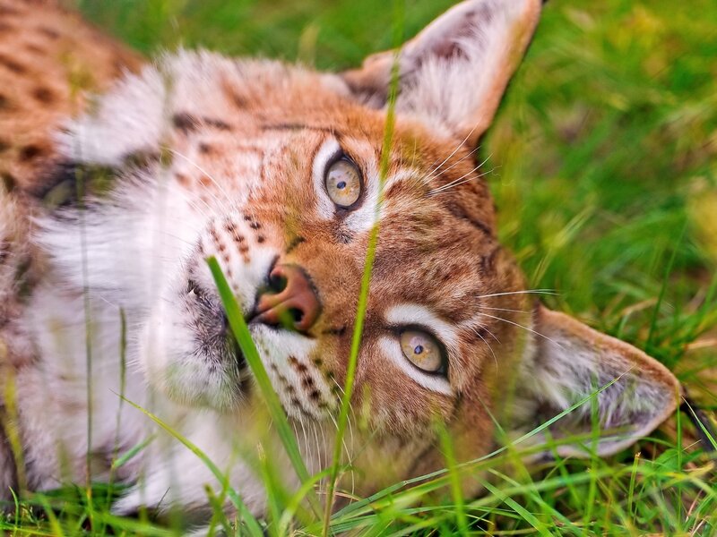 Lynx Lying in Grass — Brown, Calm