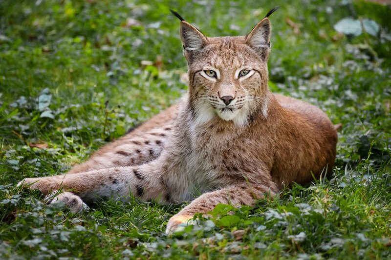 Lynx Lying in Grass — Brown