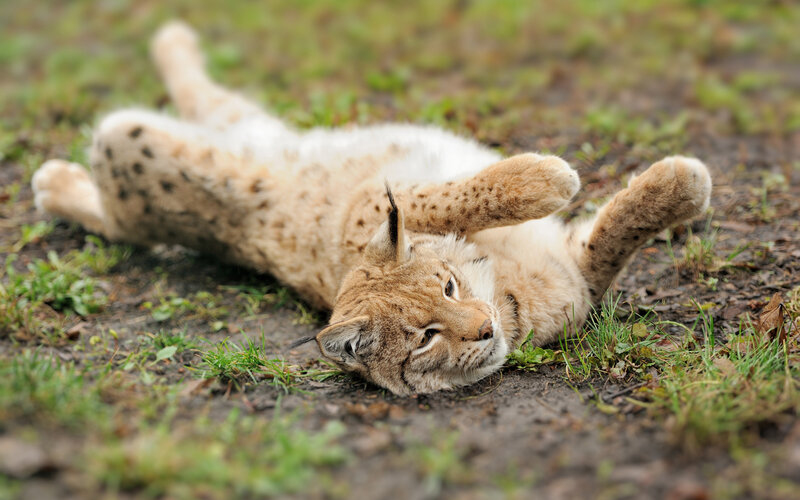 Lynx Lying on Back