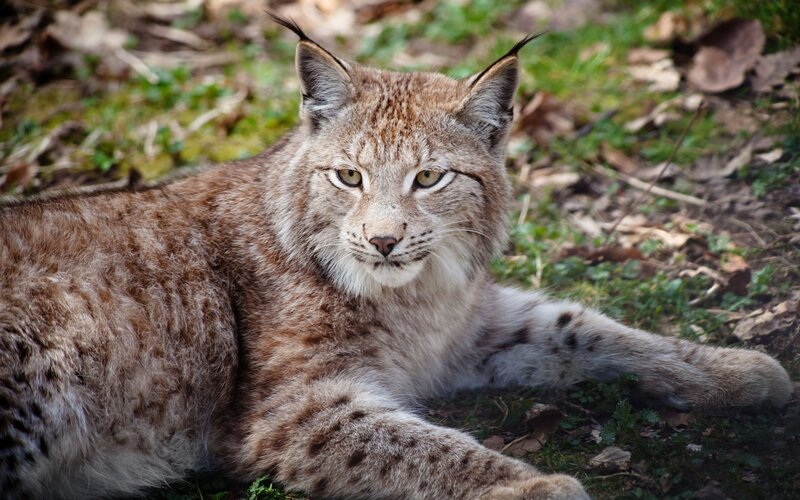 Lynx Lying on Ground — Brown, Calm