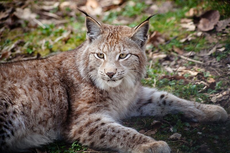 Lynx Lying on Ground — Brown