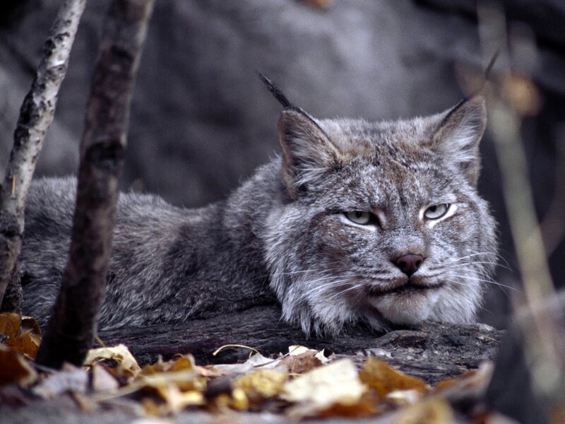Lynx Lying on Ground — Gray