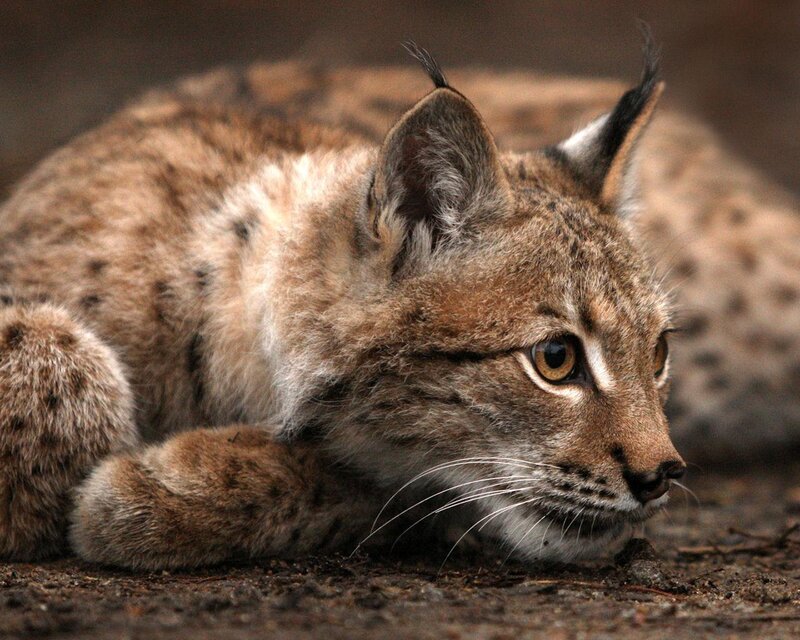 Lynx Lying on Ground