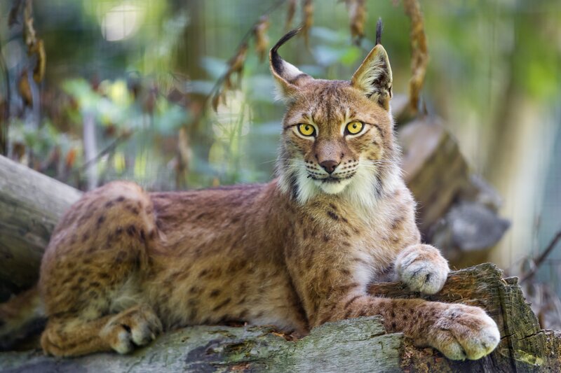 Lynx Lying on Log — Brown