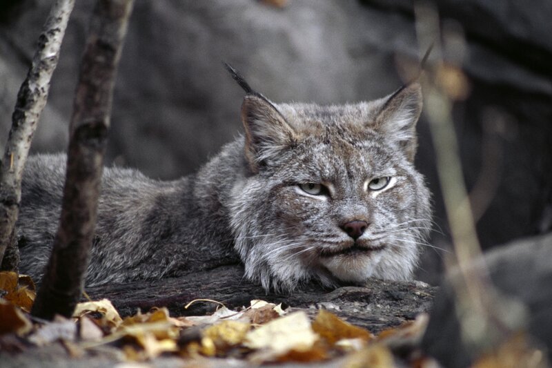 Lynx Lying on Log