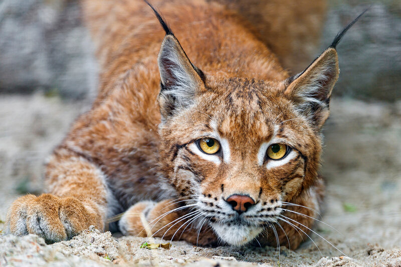Lynx lying on the ground