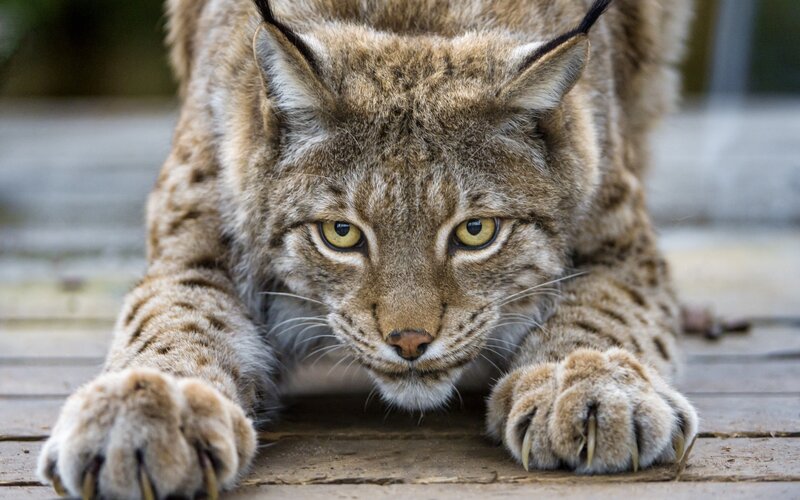 Lynx Lying on Wood
