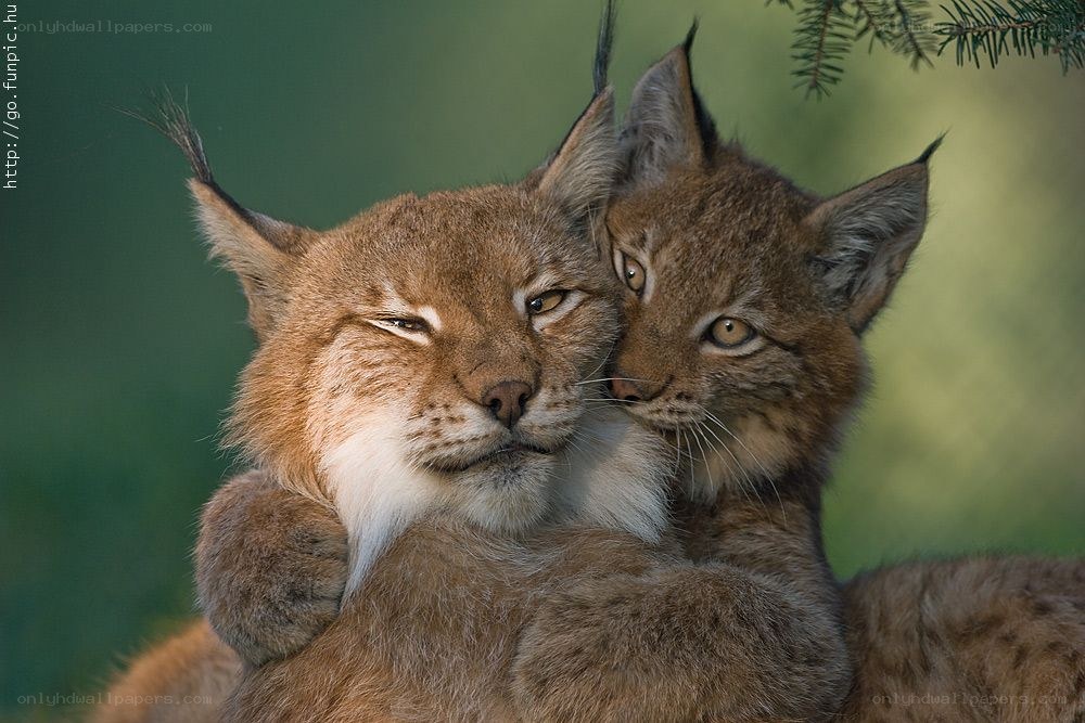 Lynx mother and cub