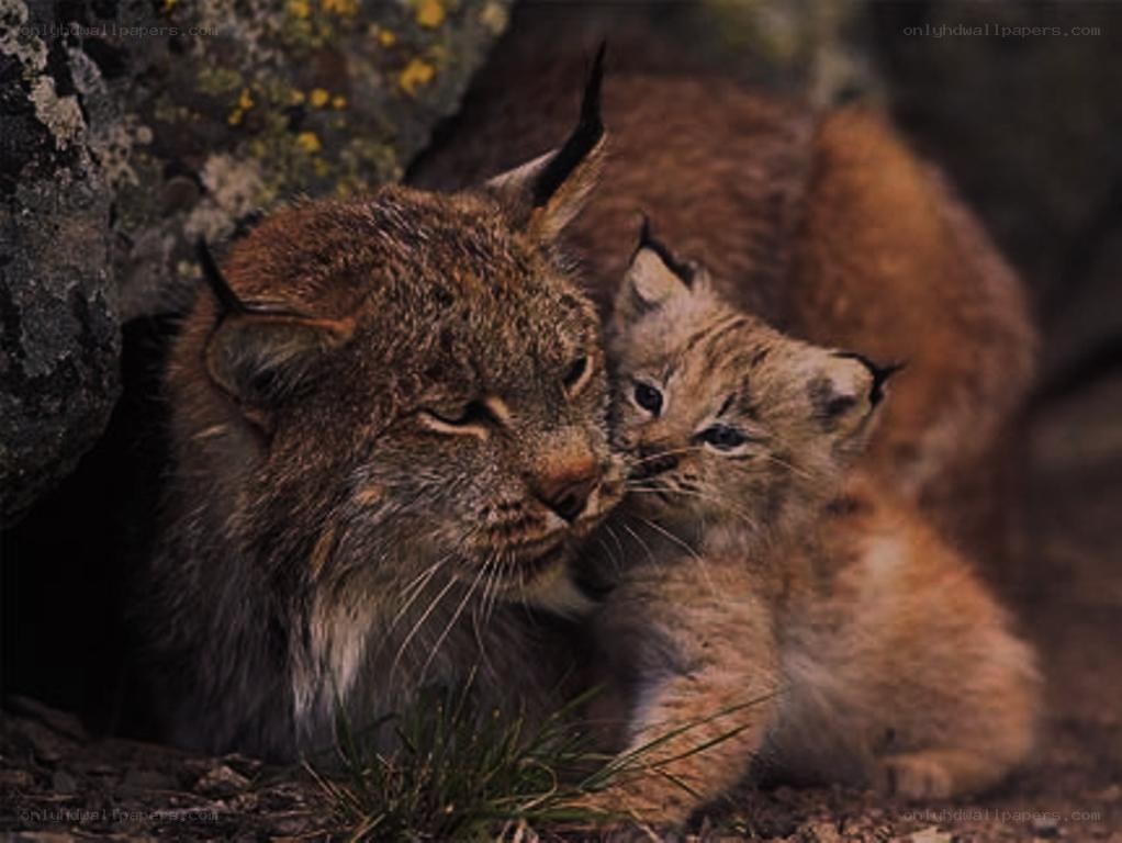 Lynx mother and cub