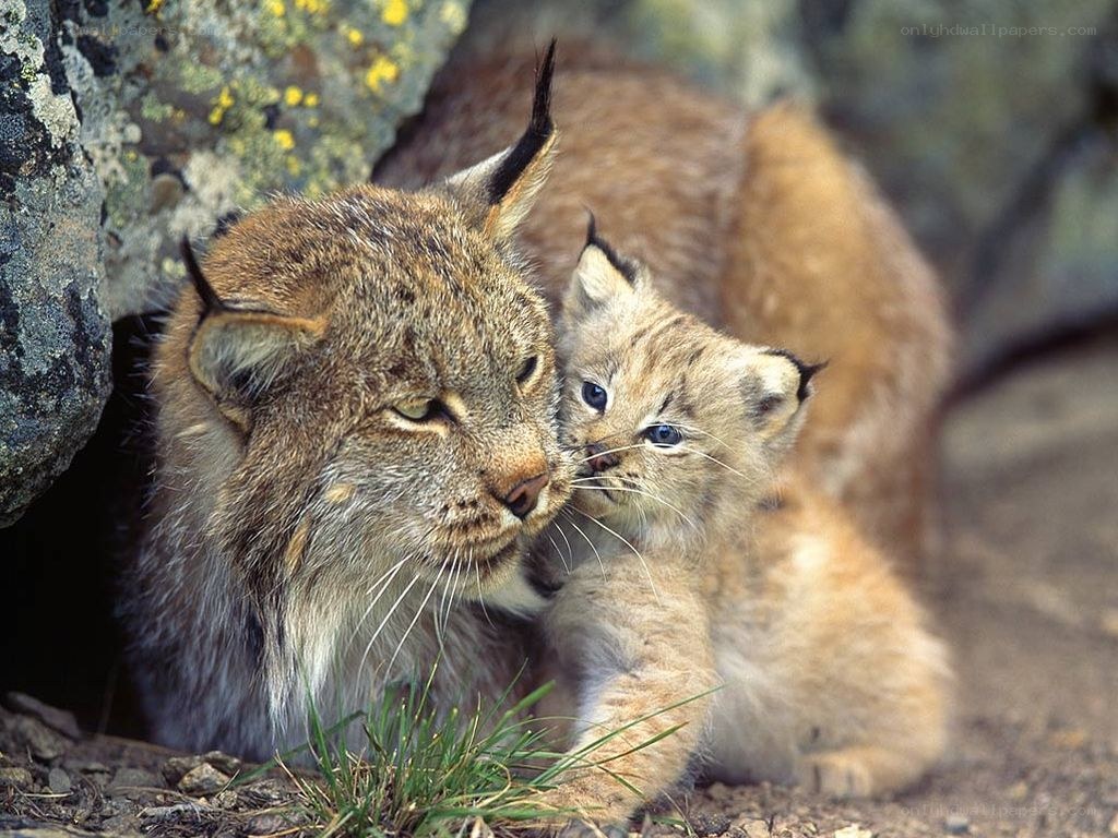 Lynx mother and cub