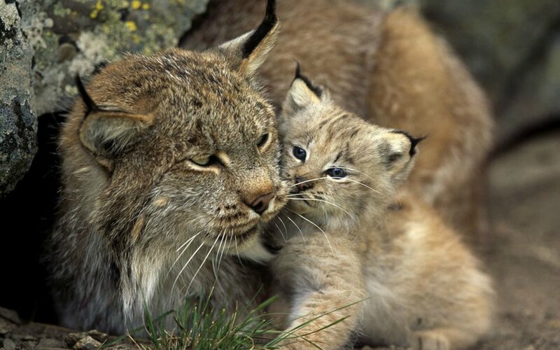Lynx Mother and Cub — Brown, Calm, Photograph, Rock, Grass