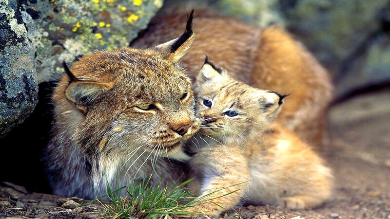 Lynx Mother and Cub — Brown, Calm, Photograph, Rock