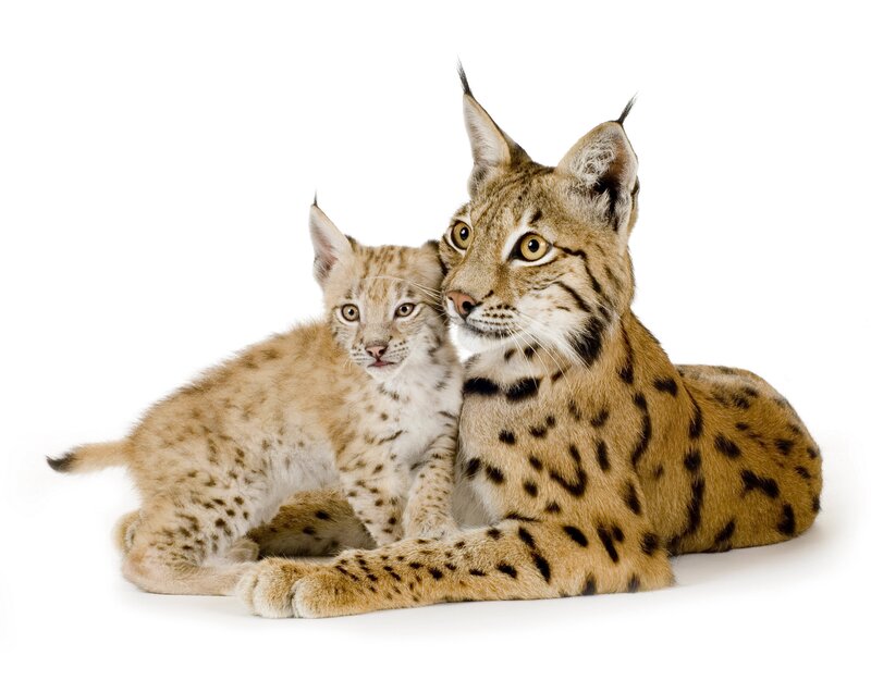 Lynx Mother and Cub — Brown, Calm, Photograph, White Background