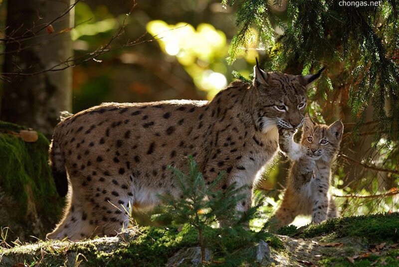 Lynx Mother and Cub — Brown, Natural