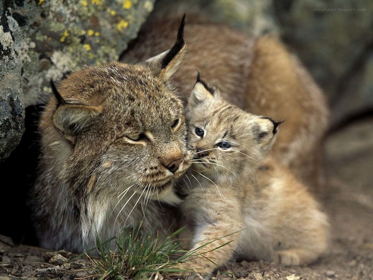 Lynx mother and cub