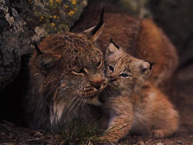 Lynx Mother and Kitten