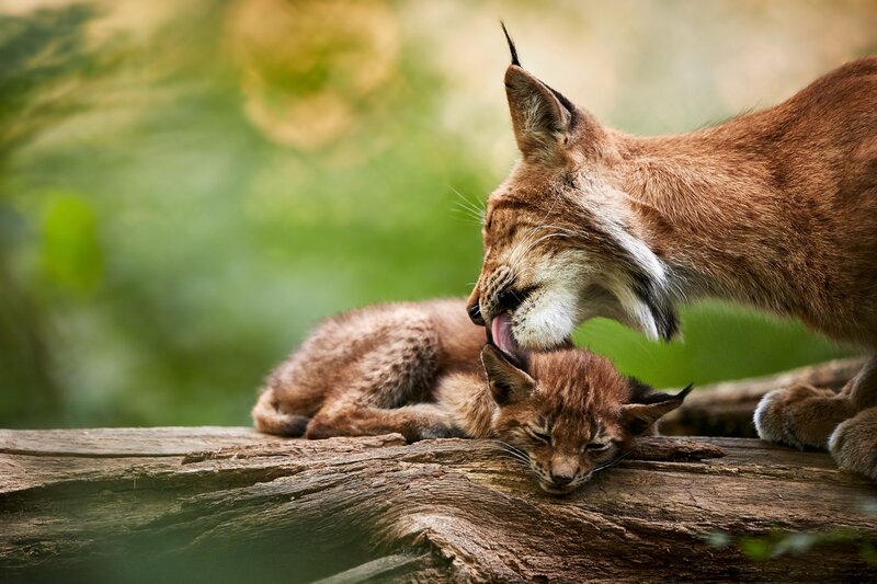 Lynx Mother Grooming Cub